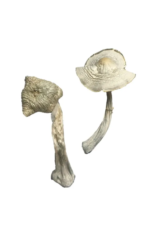 Buy Albino Louisiana Magic Mushrooms