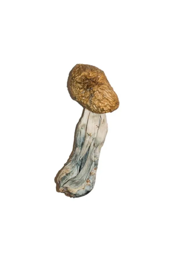 where to Buy Big Mex Magic Mushrooms - Image 2