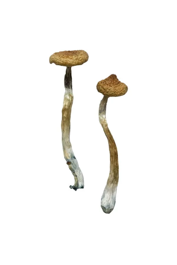 Buy Escondido Magic Mushrooms Online - Image 2