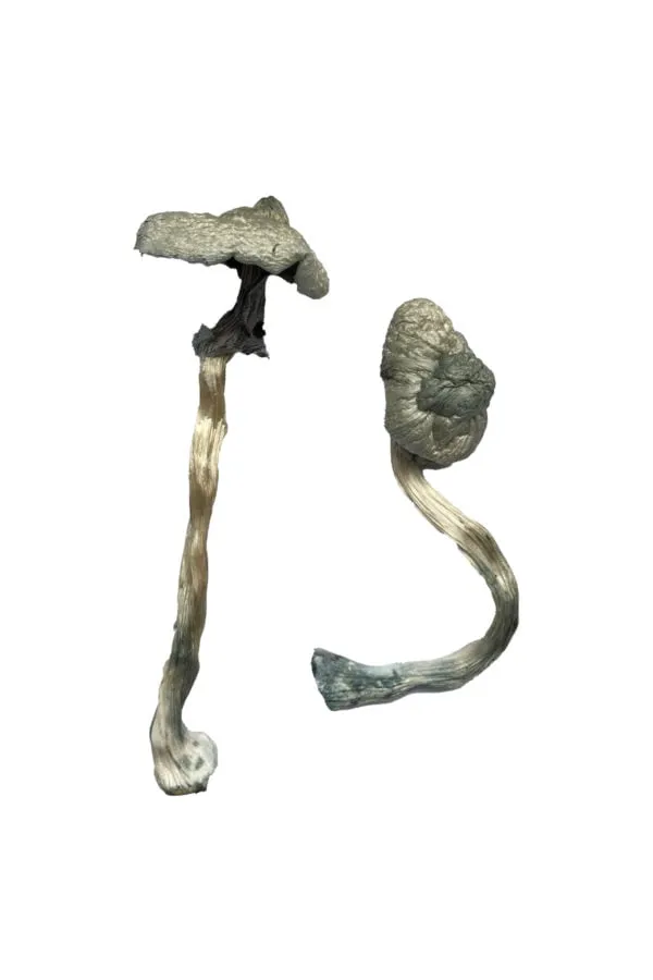 Great White Monster Magic Mushrooms - Image 2