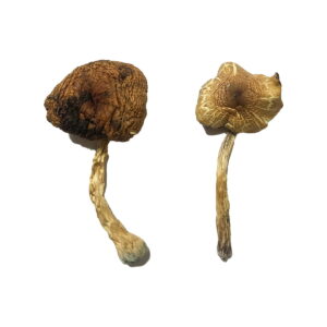 Buy lizard king magic mushrooms