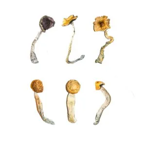 Buy Magic Mushroom Sampler Kit