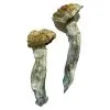 Buy Mazatapec Magic Mushrooms Online