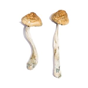 Buy McKennaii Magic Mushrooms USA