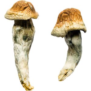 Buy Penis Envy XL Magic Mushrooms USA