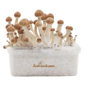 Buy Mushrooms Grow Kit