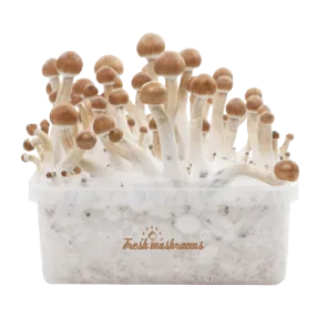 Fresh Mushrooms Grow Kit B+