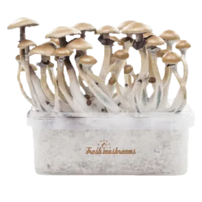 Grow Kit Golden Teacher