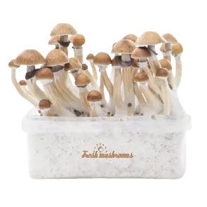 Buy Fresh Mushrooms Grow Kit