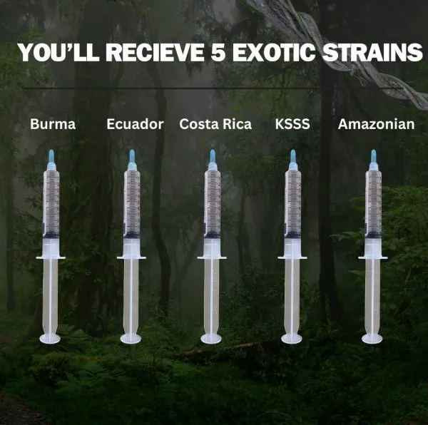 Sacred Jungle 5-Pack (Spore Syringes) - Image 2